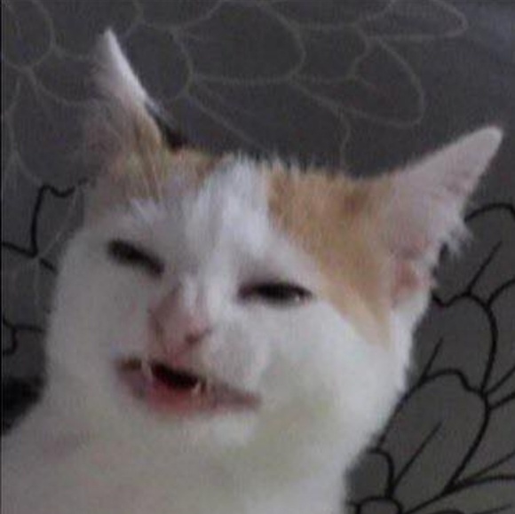 Meet your Posher, Mya - Picture 1 of 2